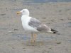 Yellow-legged Gull at Two Tree Island (Steve Arlow) (166672 bytes)